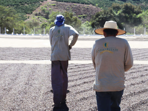 This Acaia natural reminds us of washed coffees with its florals: we do love Carmo Estate