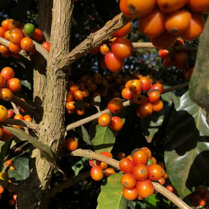 New Coffee Review: Divina Providencia Orange Bourbon El Salvador