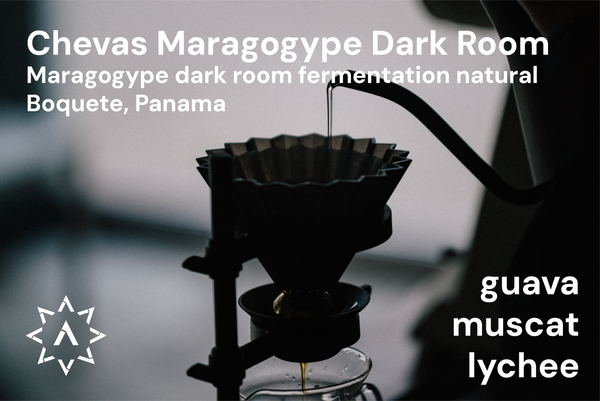 Chevas Maragogype Dark Room