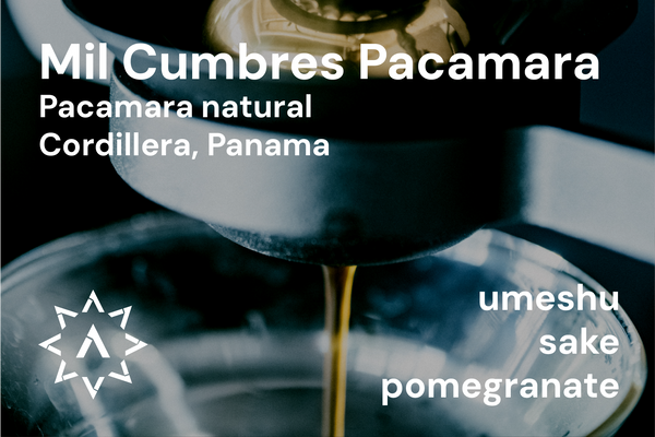 Mil Cumbres Pacamara