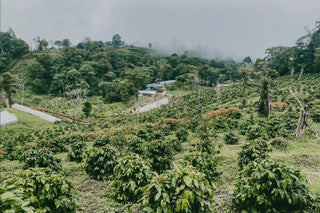 Mil Cumbres Pacamara